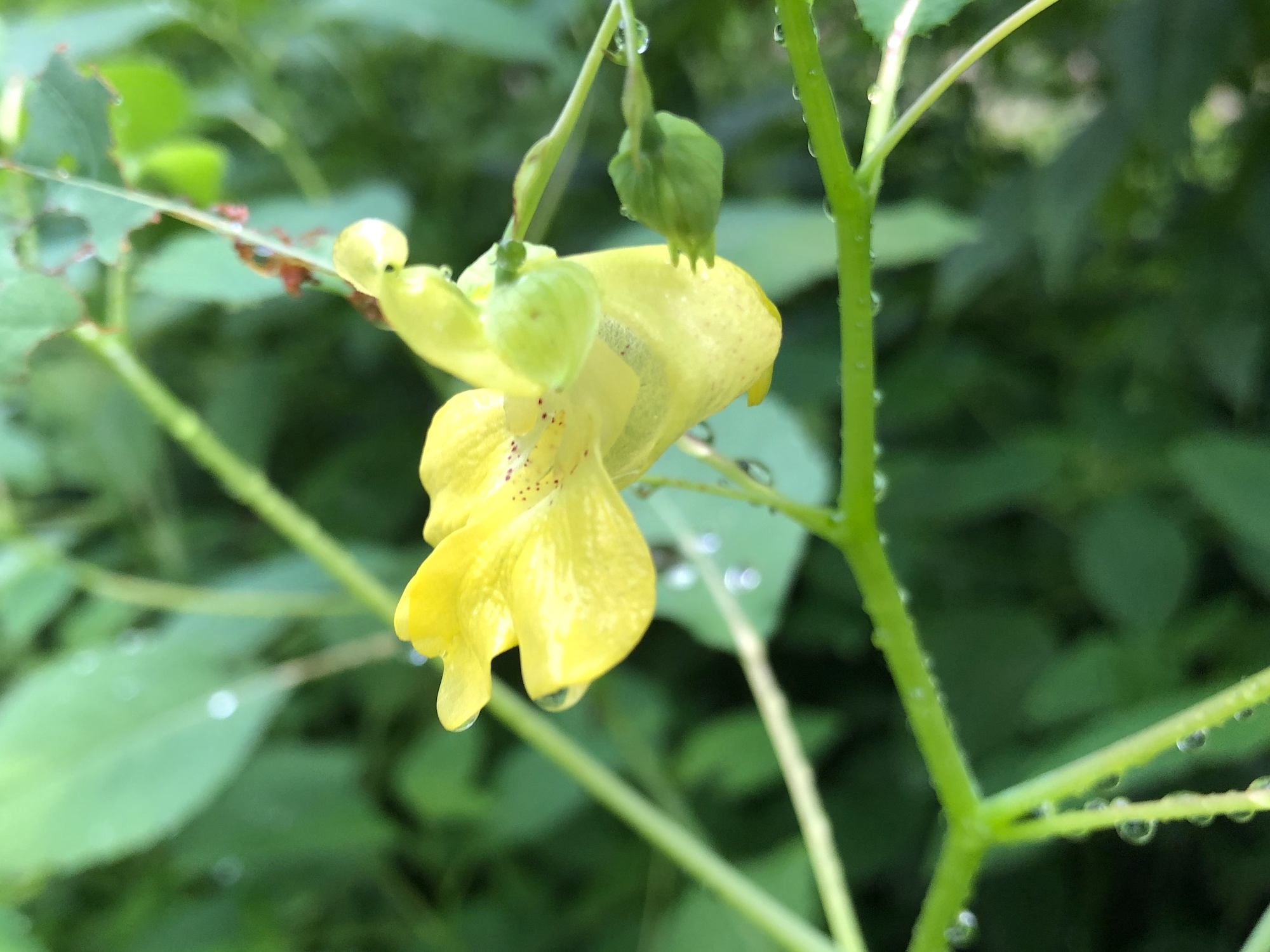 Yellow Jewelweed in the Oak Savanna on July 29, 2019.