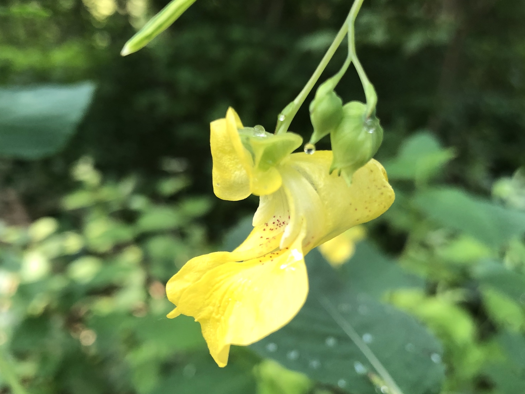 Yellow Jewelweed in the Oak Savanna on July 8, 2019.
