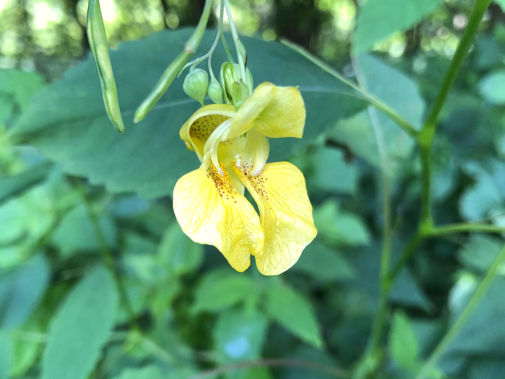 Yellow Jewelweed in Oak Savanna on July 10, 2019.