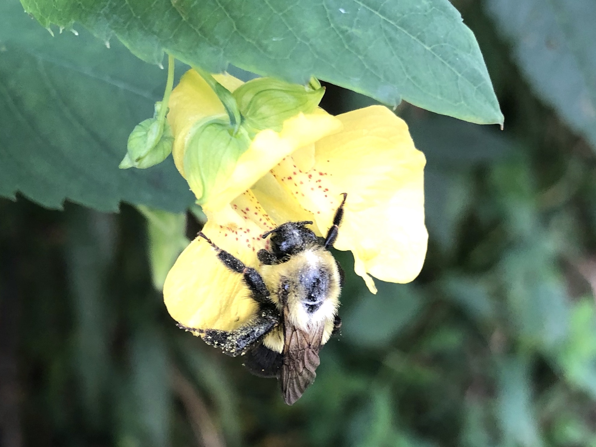 Bee on Yellow Jewelweed in UW Arboretum's Oak Savanna off of Monore Street on September 20, 2022.