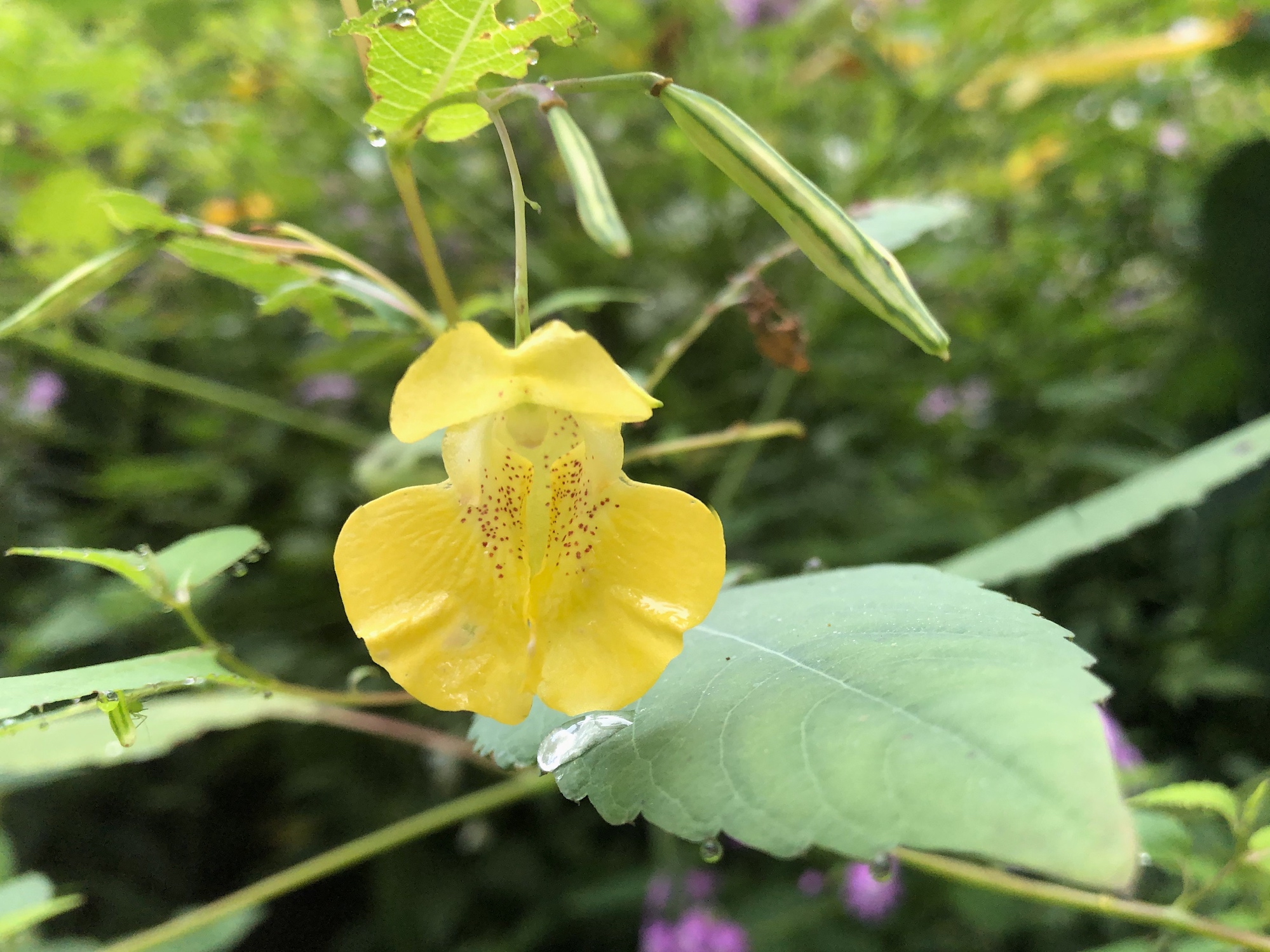 Yellow Jewelweed in the Oak Savanna on August 21, 2019.