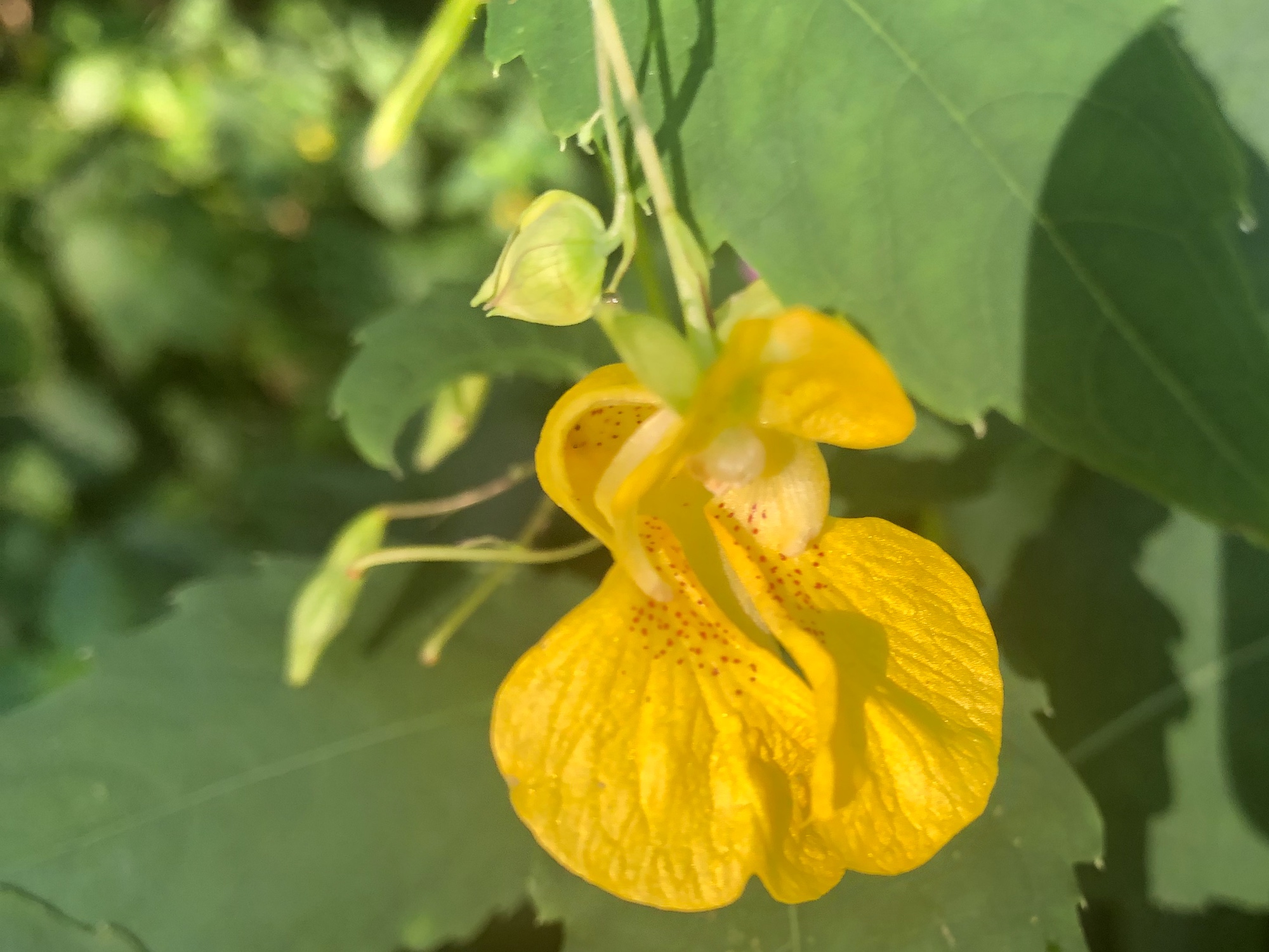 Yellow Jewelweed in the Oak Savanna on July 31, 2019.