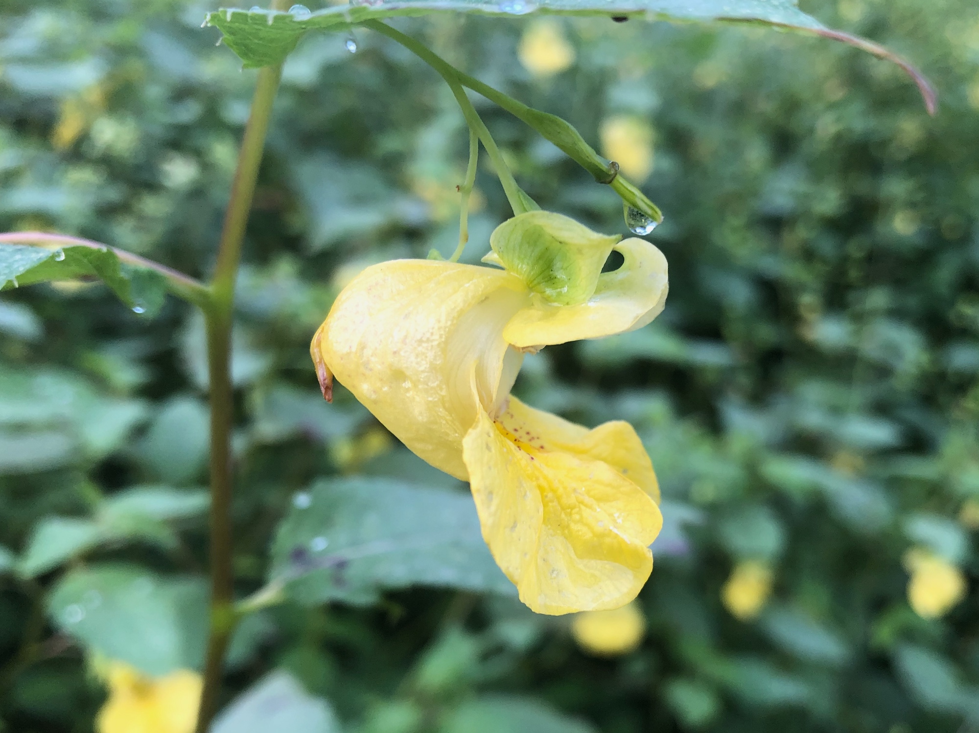 Yellow Jewelweed in the Oak Savanna on August 23, 2019.