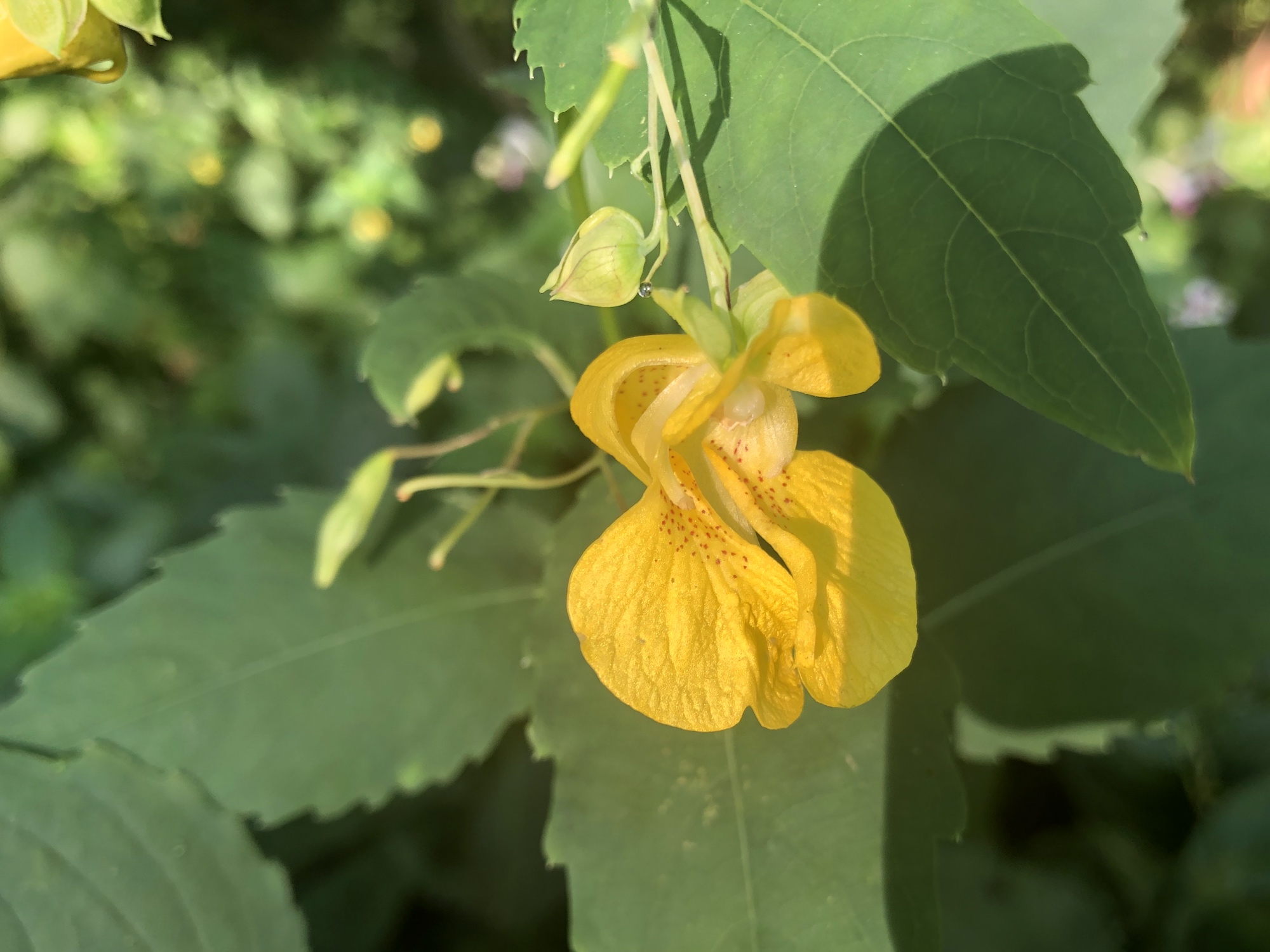 Yellow Jewelweed in the Oak Savanna on July 31, 2019.