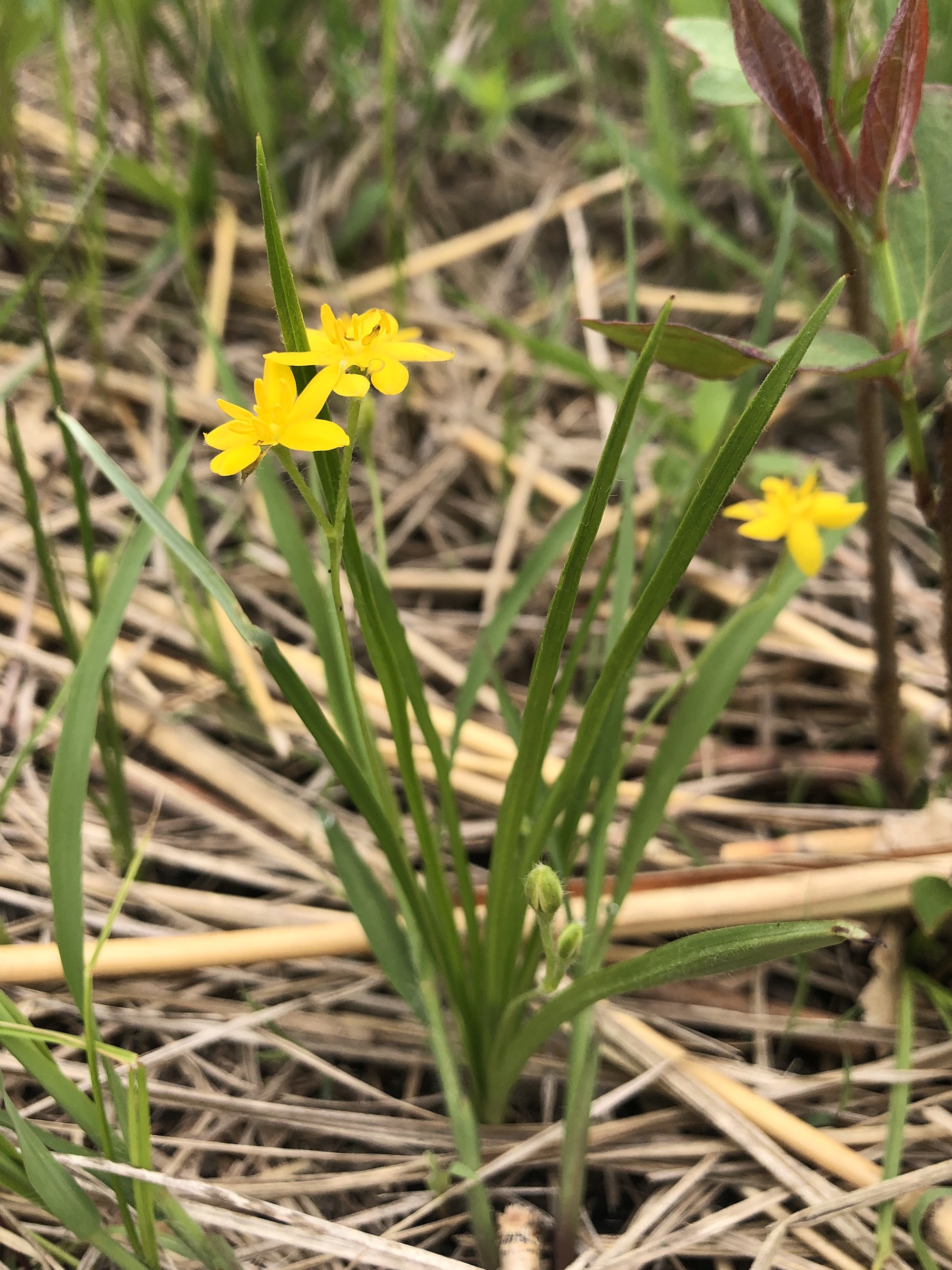 Yellow Star Grass in the Curtis Prairie in the University of Wisconsin-Madison Arboretum in Madison, Wisconsin on May 21, 2022.