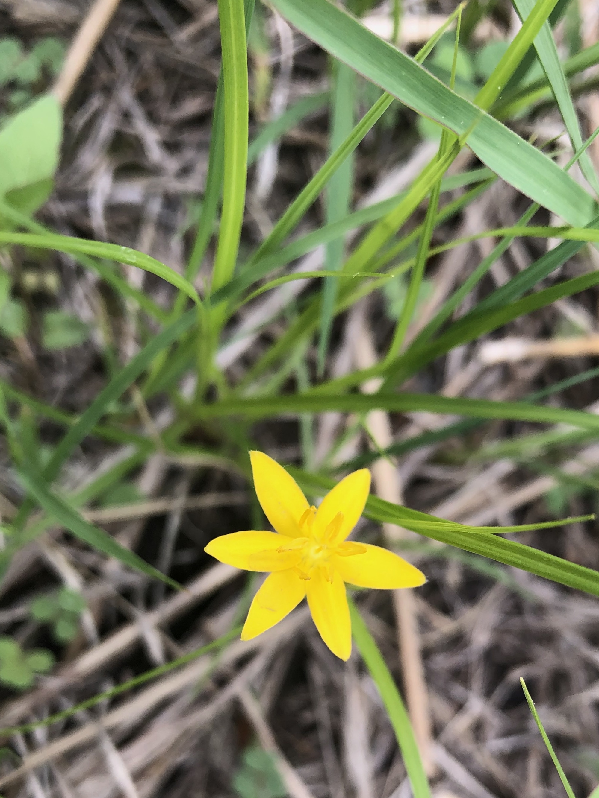 Yellow Star Grass in the Curtis Prairie in the University of Wisconsin-Madison Arboretum in Madison, Wisconsin on May 21, 2022.