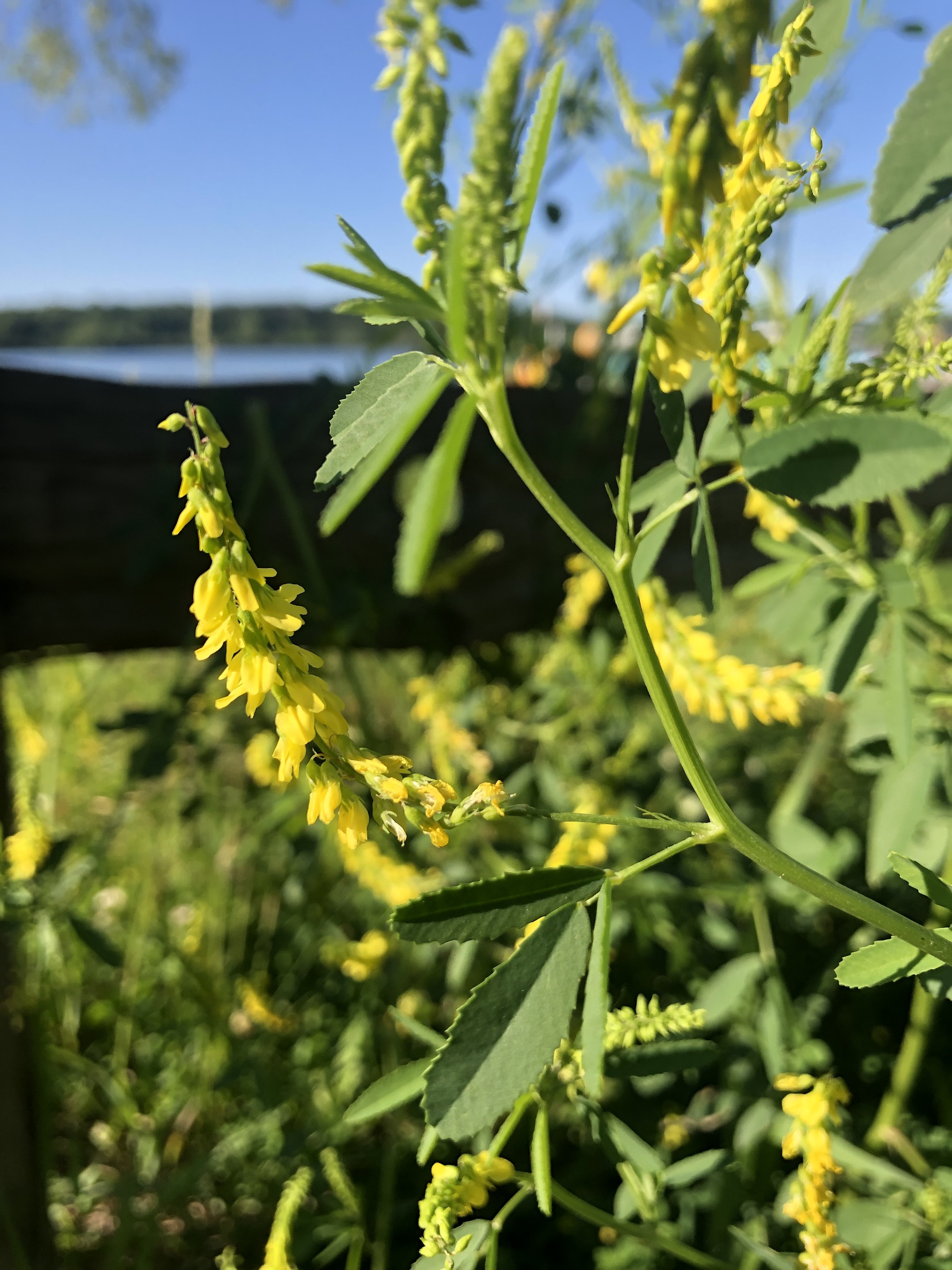 Yellow Sweet Clover near shore of Lake Wingra in Wingra Park in Madison, Wisconsin on June 18, 2022.