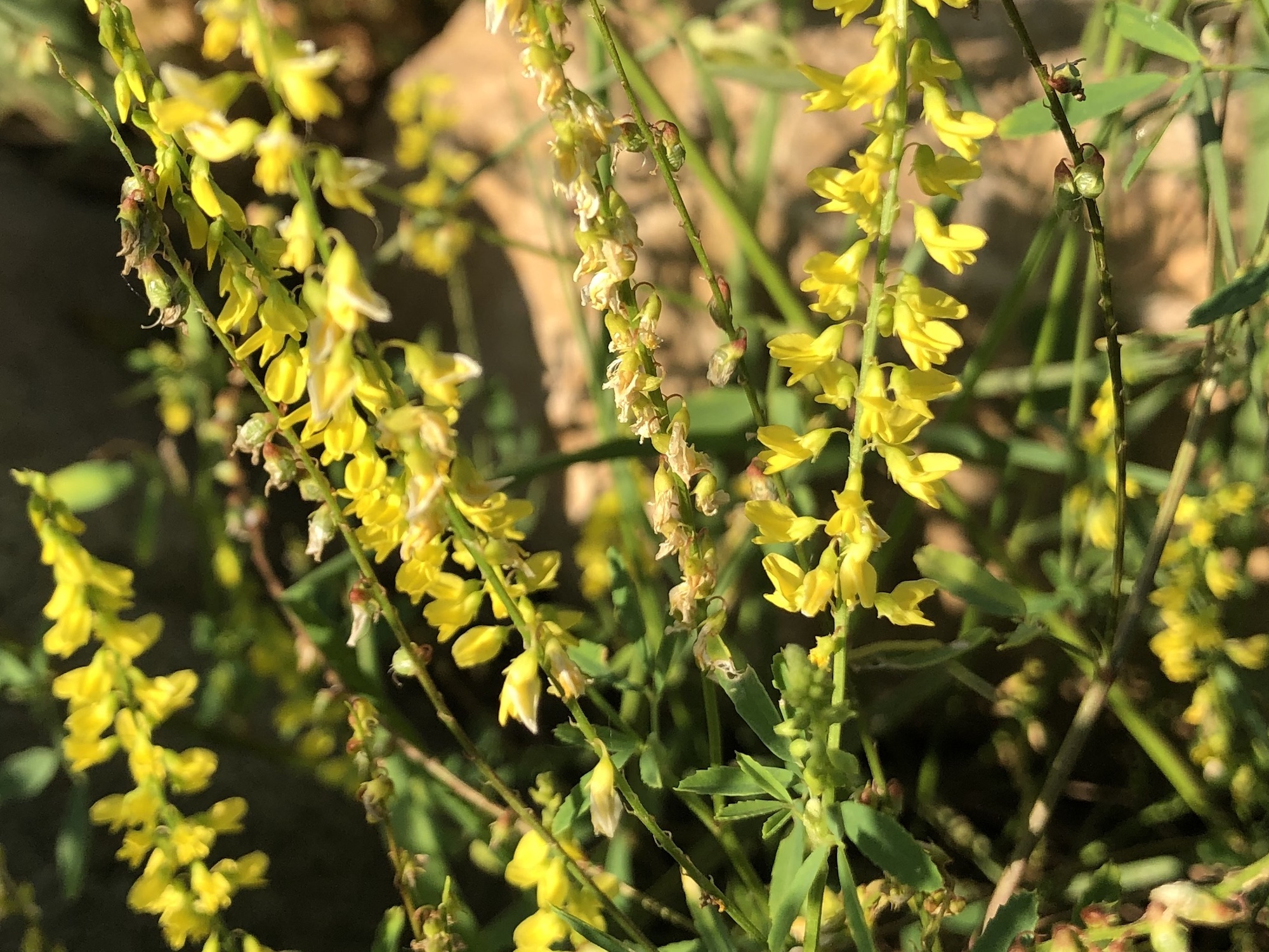 Yellow Sweet Clover by Duck Pond on July 11, 2019.