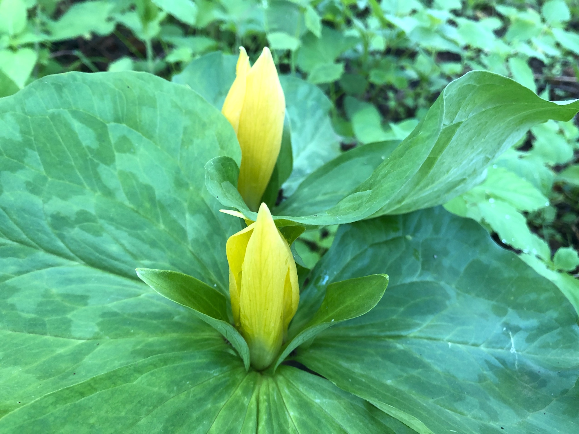 Trillium off of bike path between Marion Dunn and Duck Pond on June 2, 2019.