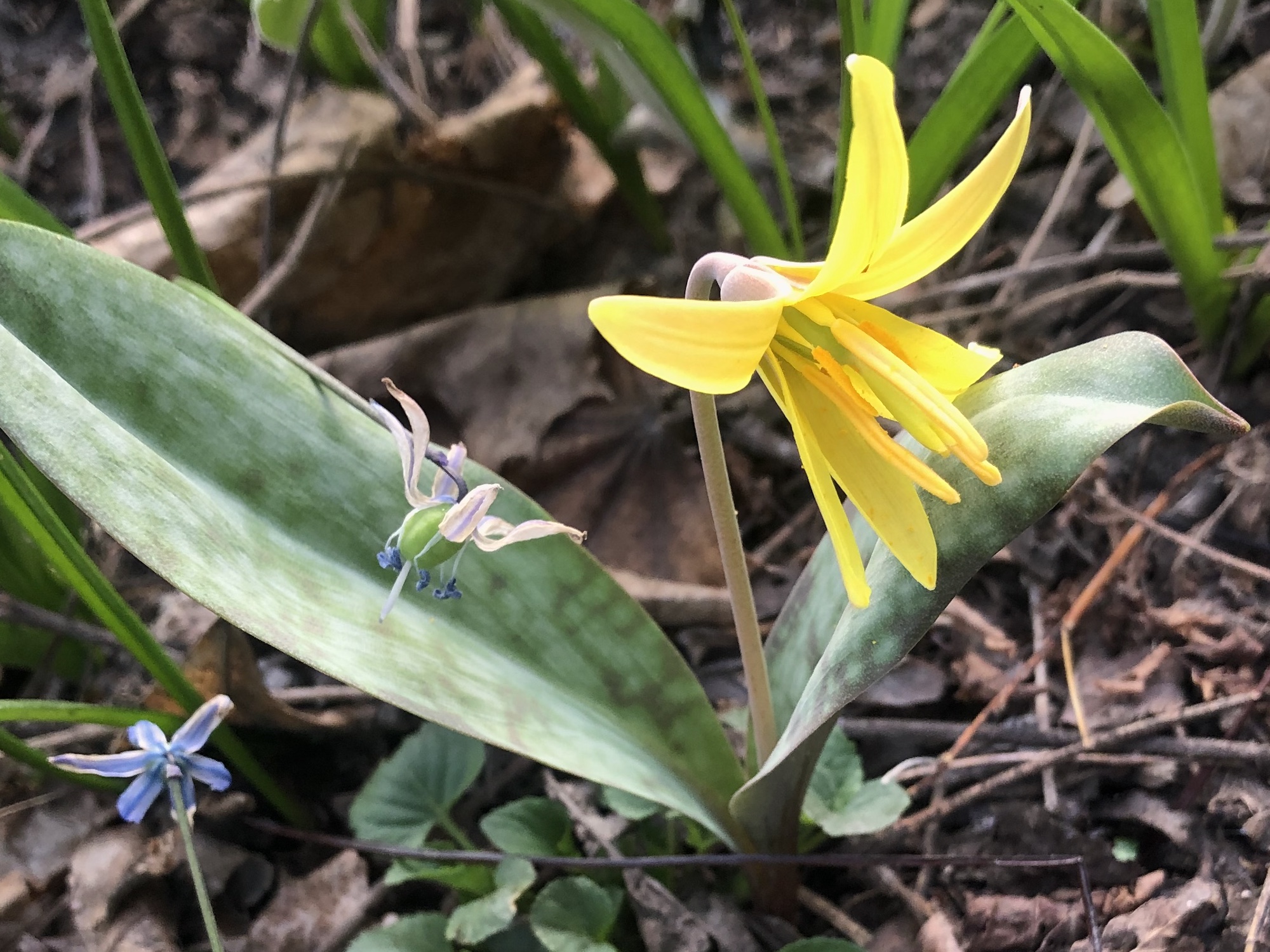 Yellow Trout Lily photo taken taken on April 15, 2023 in Madison, Wisconsin near Agawa Path.