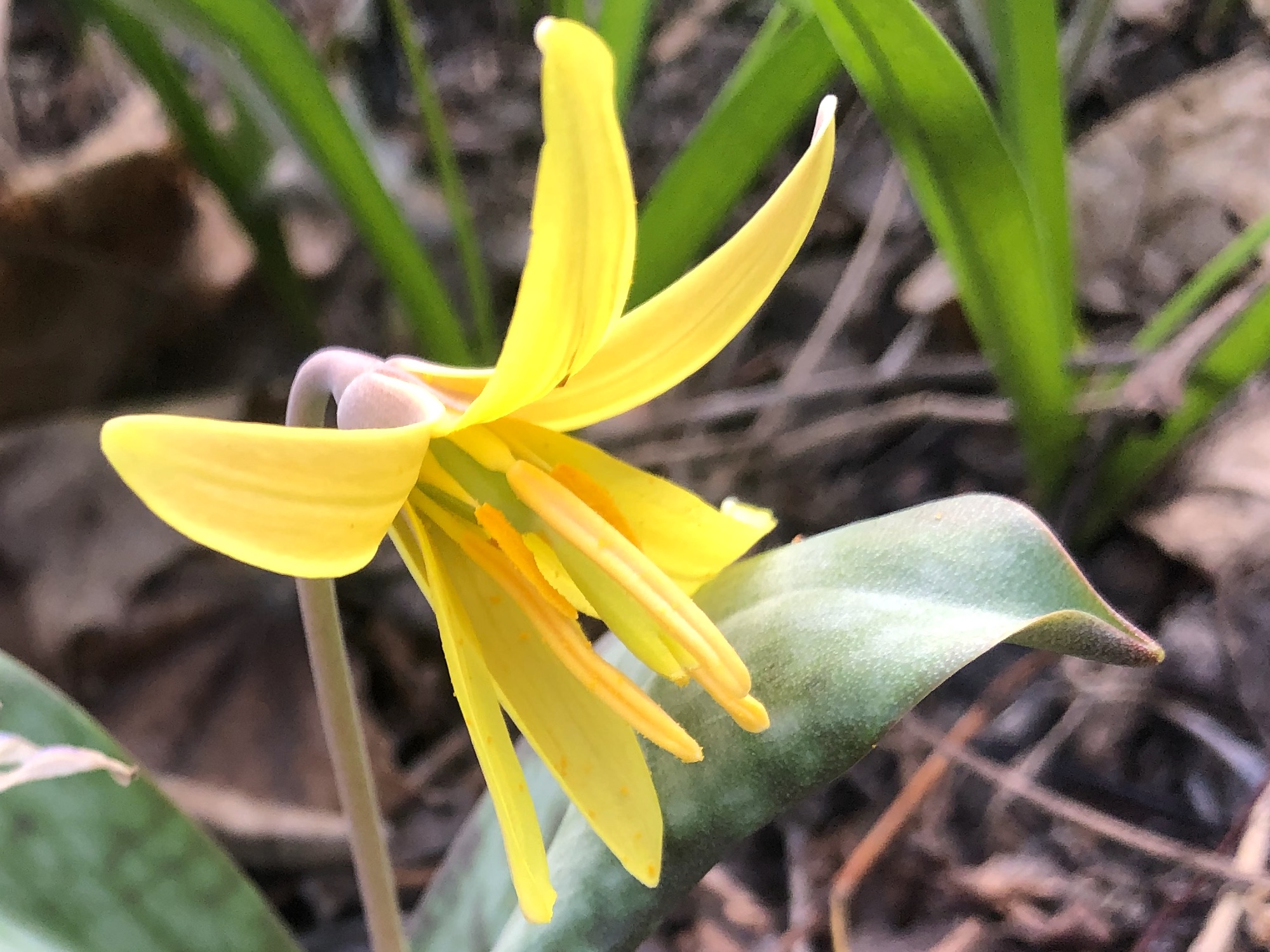 Yellow Trout Lily photo taken taken on April 15, 2023 in Madison, Wisconsin near Agawa Path.