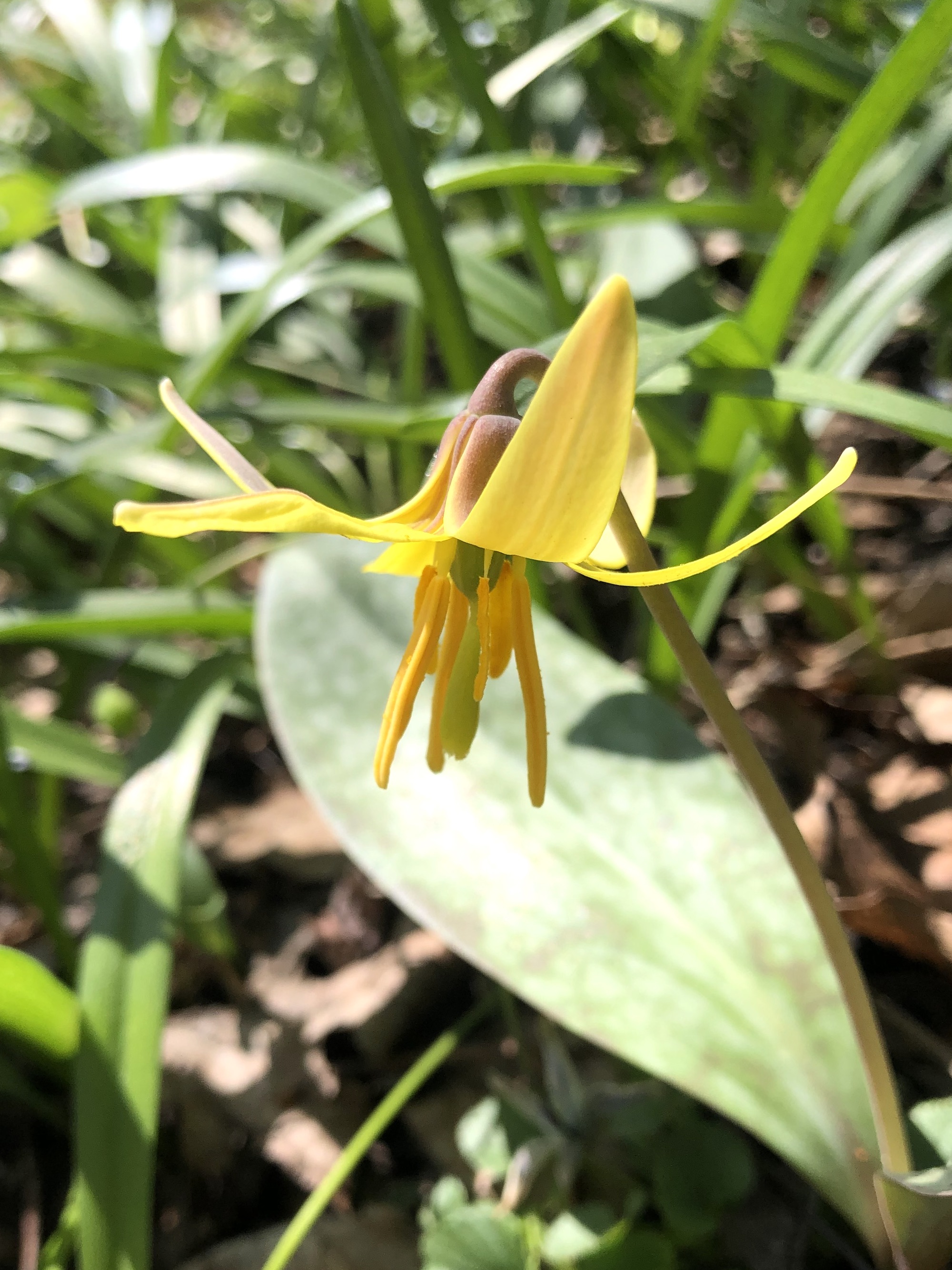 Yellow Trout Lily photo taken taken on April 18, 2023 in Madison, Wisconsin near Agawa Path.