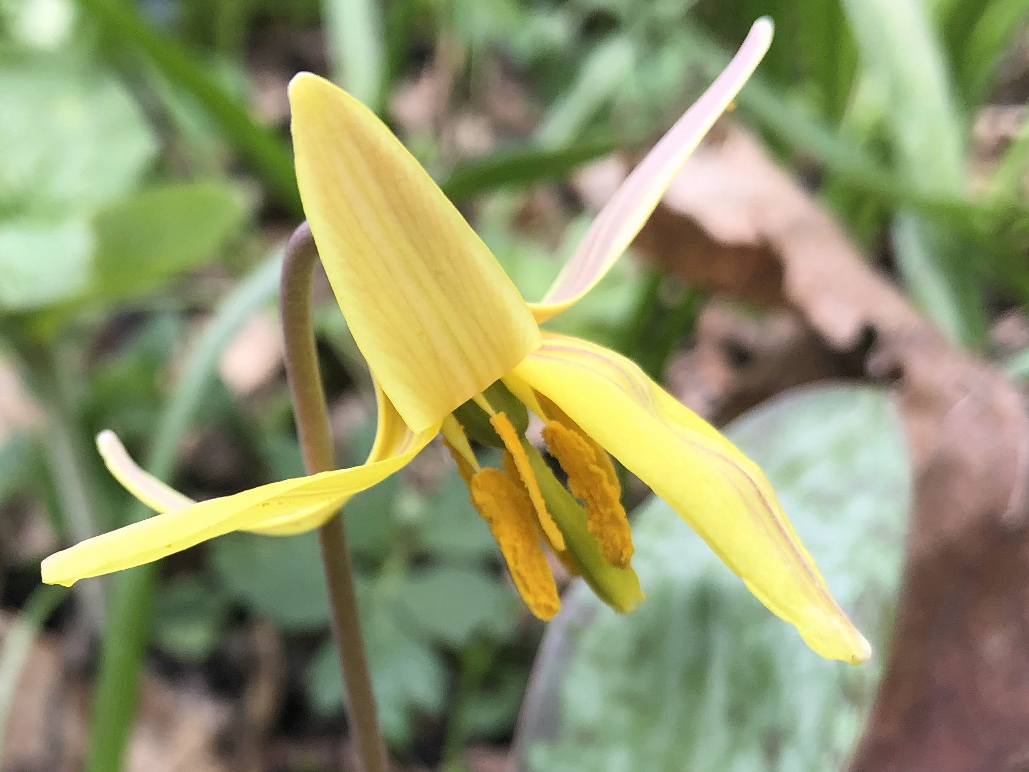 Yellow Trout Lily photo taken taken on April 20, 2023 in Madison, Wisconsin near Agawa Path.