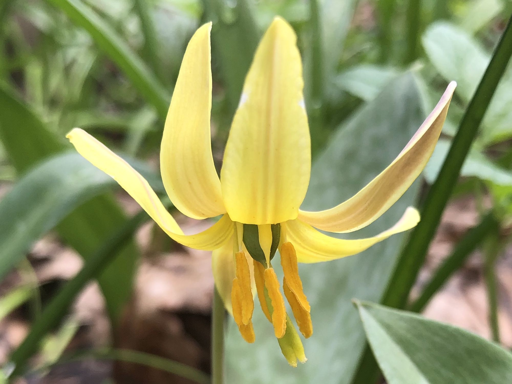 Yellow Trout Lily photo taken taken on April 20, 2023 in Madison, Wisconsin near Agawa Path.