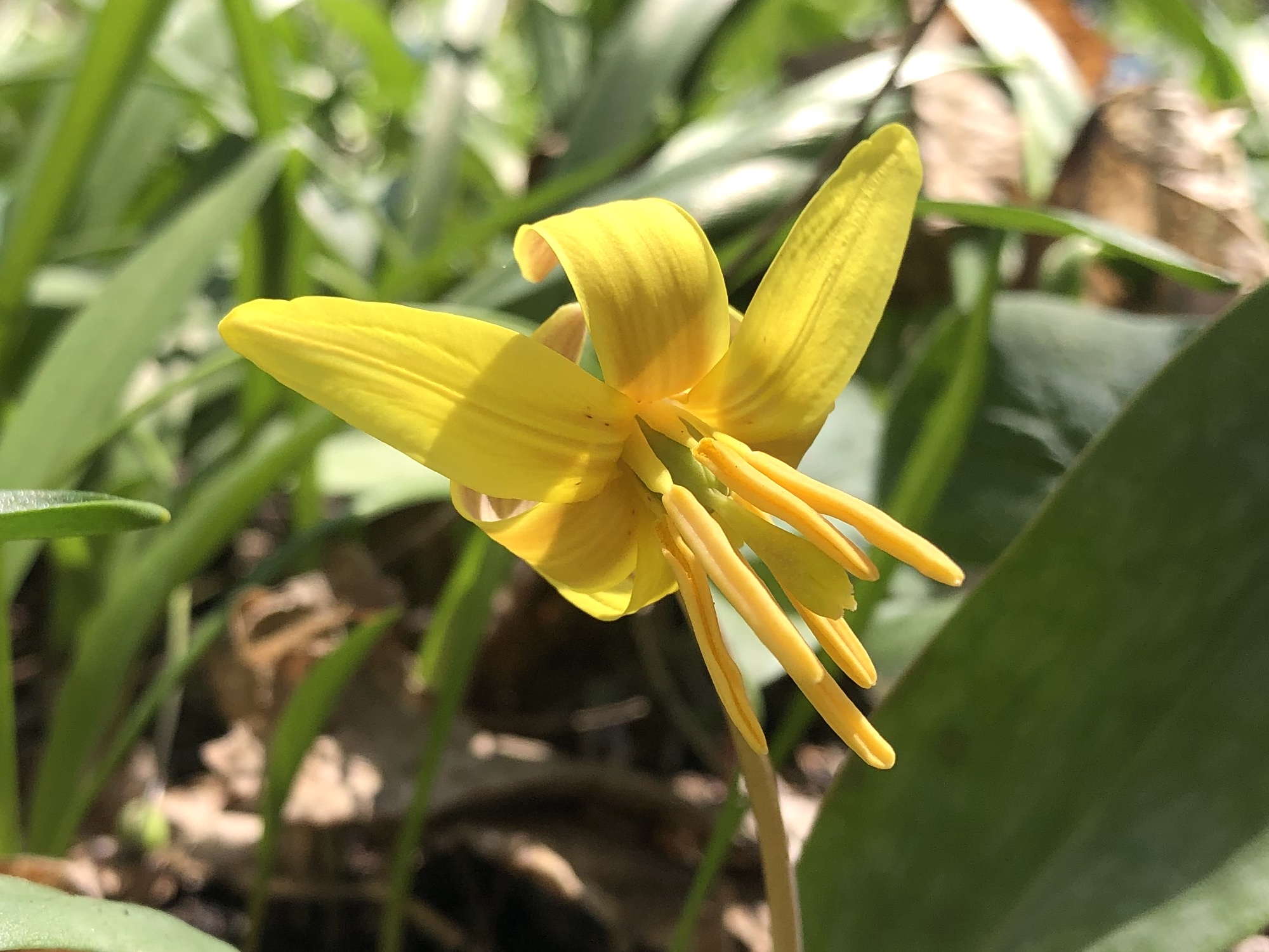 Yellow Trout Lily photo taken taken on April 18, 2023 in Madison, Wisconsin near Agawa Path.