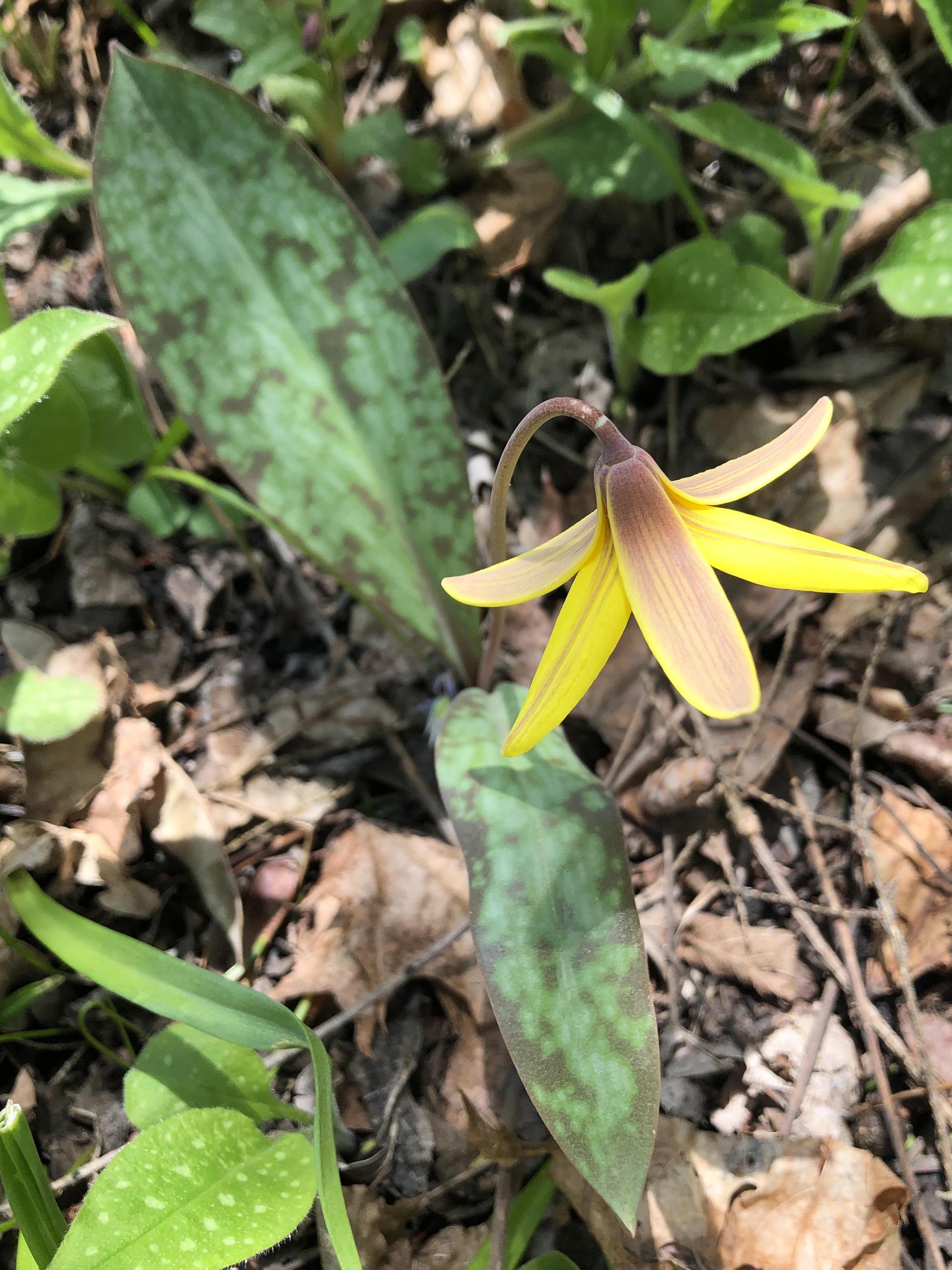 Yellow Trout Lily photo taken taken on May 4, 2022 in Madison, Wisconsin near Agawa Path.